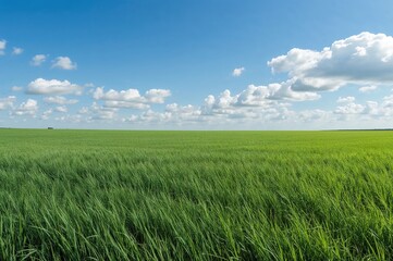 Fototapeta premium Scenery featuring lush green fields under a cloudy blue sky