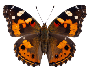 Flying Tagpfauenauge Butterfly with Motion Blur Effect, Dynamic Mid-Air Capture