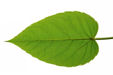 Fresh Wild Betel Leafbush Isolated on a White Background, Pattern, Texture, Food, Summer, Nature, Leaf, Green