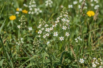 Obraz premium Summer bouquet of wildflowers