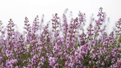 Fototapeta premium Vibrant violet flowers in untamed landscapes