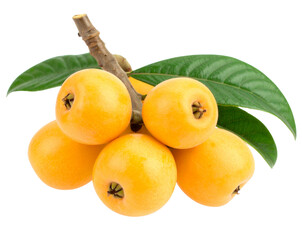 Fresh Loquat Cluster with Leaves Attached, side view, isolated on transparent background PNG