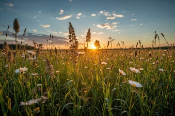 Sunset over untamed grasslands