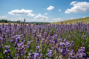 Lavender Meadow Adorned with Wildflowers