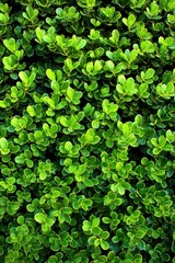 Fototapeta premium Lush Green Shrubbery Close Up Full Frame View of Dense Foliage Background in Natural Light Garden Setting