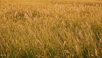 Summery landscape with wild grass texture, natural abstract pattern in a field