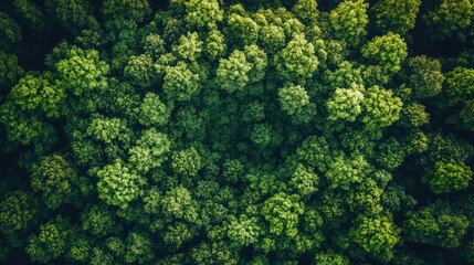 Fototapeta premium Aerial View Lush Green Forest Canopy