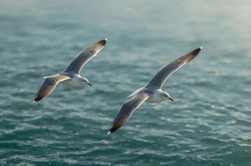 A pair of seagulls flying over the sea.