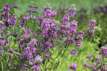 Monarda citriodora. Common name lemon beebalm, lemon mint and purple horsemint.
