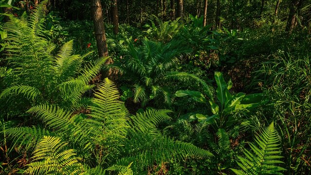 Different kinds of fern foliage in a green landscape