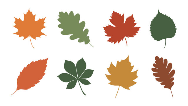 Autumn leaves set with maple oak birch foliage vector illustration