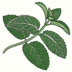 Detailed illustration of a fresh green mint plant with prominent veins on its leaves against a white background