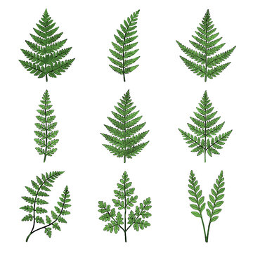 Polystichum forest setiferum climbing collection vector bracken woodsia shield icon ferns green