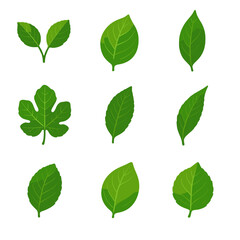 Naklejka premium Icon fruit large tree plum small cherry apple vector leaves orange pear
