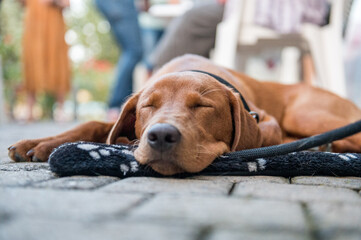 Tranquil Labrador Puppy Naps on Asti Street, Italy