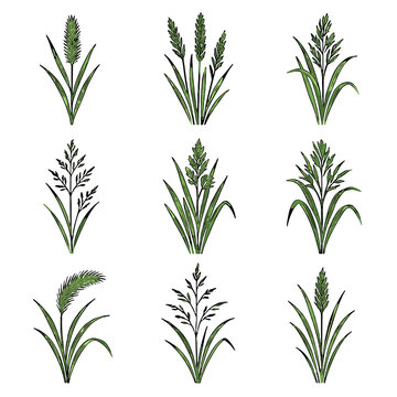 Meadow wildrye foxtail icon bentgrass dropseed timothy orchard grass vector wolftail