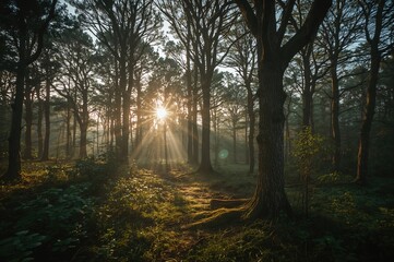 Obraz premium Enchanted woodland bathed in golden evening sunlight filtering through tree limbs. Mystical trees within a dense forest. Twilight mist, foliage, moss, and greenery in a natural setting. Photograph
