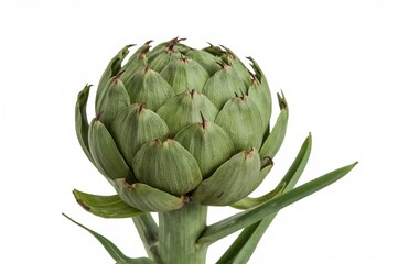 Obraz premium Mature artichoke plant against a plain white backdrop