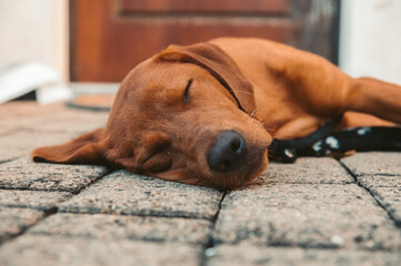 Content Labrador Sleeps on Stone Patio in Piedmont