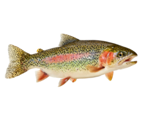 Close-up of a rainbow trout.  Side view,  fish is whole,  showing scales, fins,  and mouth.  Bright colors,  including spots,  pink,  and orange.  Clear, detailed image