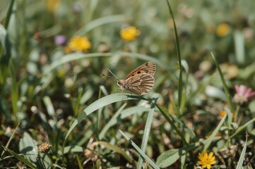 Sunlit meadow hosting a ringlet butterfly