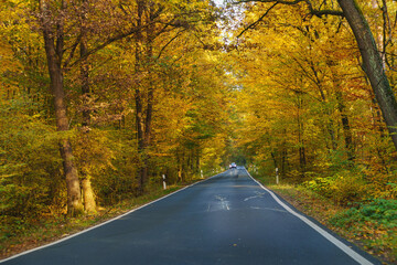 Fototapeta premium A summer or autumn sunny asphalt road through the forest.