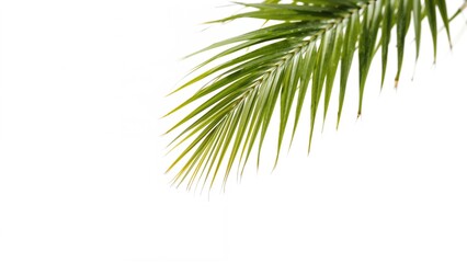 Single tropical palm leaf against a white background