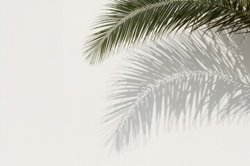 Obraz premium Shadow of tropical palm leaves on a white wall with ample copy space, wide banner format