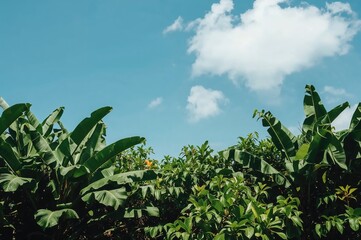 Obraz premium Lush tropical plants beneath a bright azure sky, creating a warm and exotic vibe with room for text.