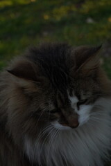 Gato domestico mirando hacia abajo