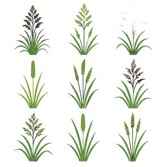 Fototapeta premium Vector icon smooth tufted reed barley silvergrass canary perennial grass meadow fescue