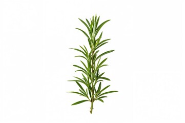 Obraz premium Fresh Rosemary Leaves for Culinary and Medicinal Use on a White Background