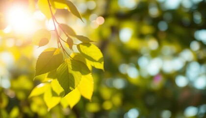 Soft-focus sunlit leaves and blurred natural elements creating a dreamy bokeh effect,  pretty,  texture