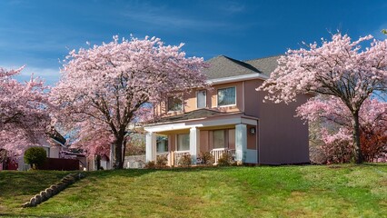 Beautiful House Surrounded by Sakura Trees in Bloom