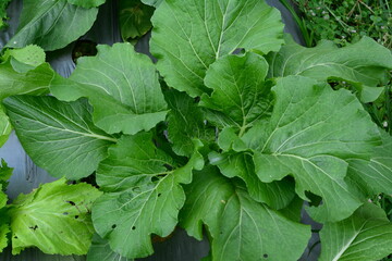 Basket of blackberries with green leaves and rustic background