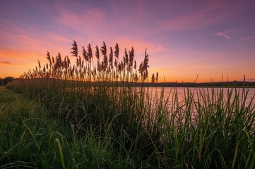 Vertical reeds silhouetted against a sunset-hued sky over the water