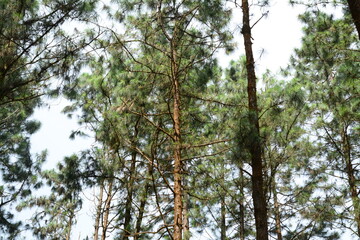 Bamboo stems with leafy tops in bright daylight