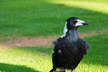 An Australian magpie standing on green grass in sunlight. It has black and white feathers, a sharp beak, and red eyes.