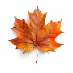 Fototapeta premium a maple leaf with warm autumn colors, isolated on white background, seasonal photography