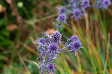 Purple color Eryngium planum known as blue eryngo or flat sea holly flower head closeup