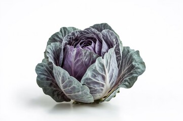 Obraz premium White backdrop featuring a purple cabbage
