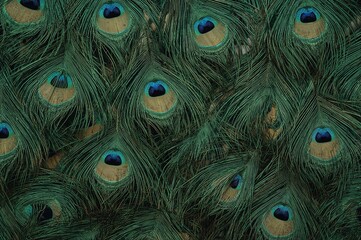 Background featuring vibrant peacock feathers