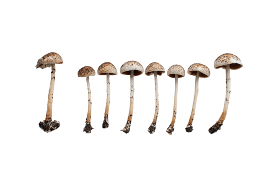 Eight mushrooms, light brown caps, tan stems, arranged in a row against a black background