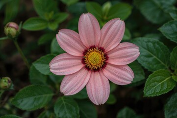 Obraz premium Blossoms serve as the reproductive parts of angiosperms, valued for their vibrant hues, scent, and allure.