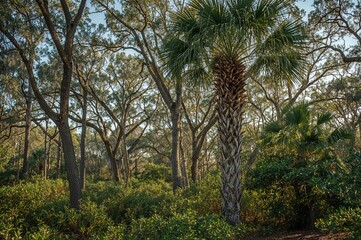 Woodland of palmetto trees at a coastal state park beach