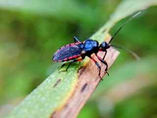 macro photo with blurred background of assassin bugs (Reduviidae), dangerous because their bites are painful