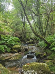 Mountain river in the forest