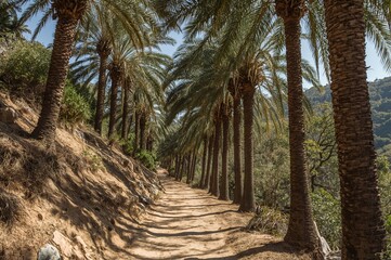Obraz premium Dirt path through a wooded area lined with palm trees