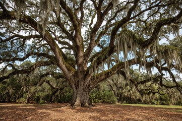 Obraz premium Ancient oak draped with hanging moss in a coastal setting