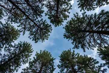 Obraz premium Branches of pine trees stretch over the vast taiga woodland.